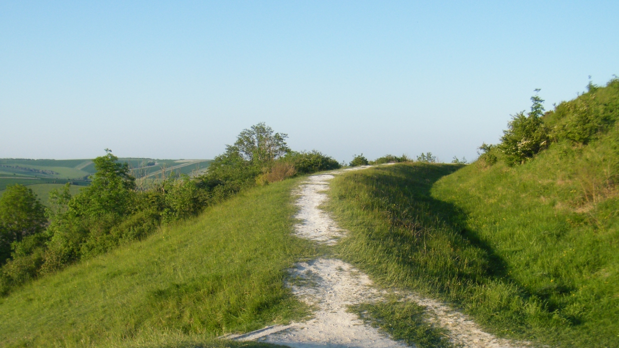 Grassland and trees