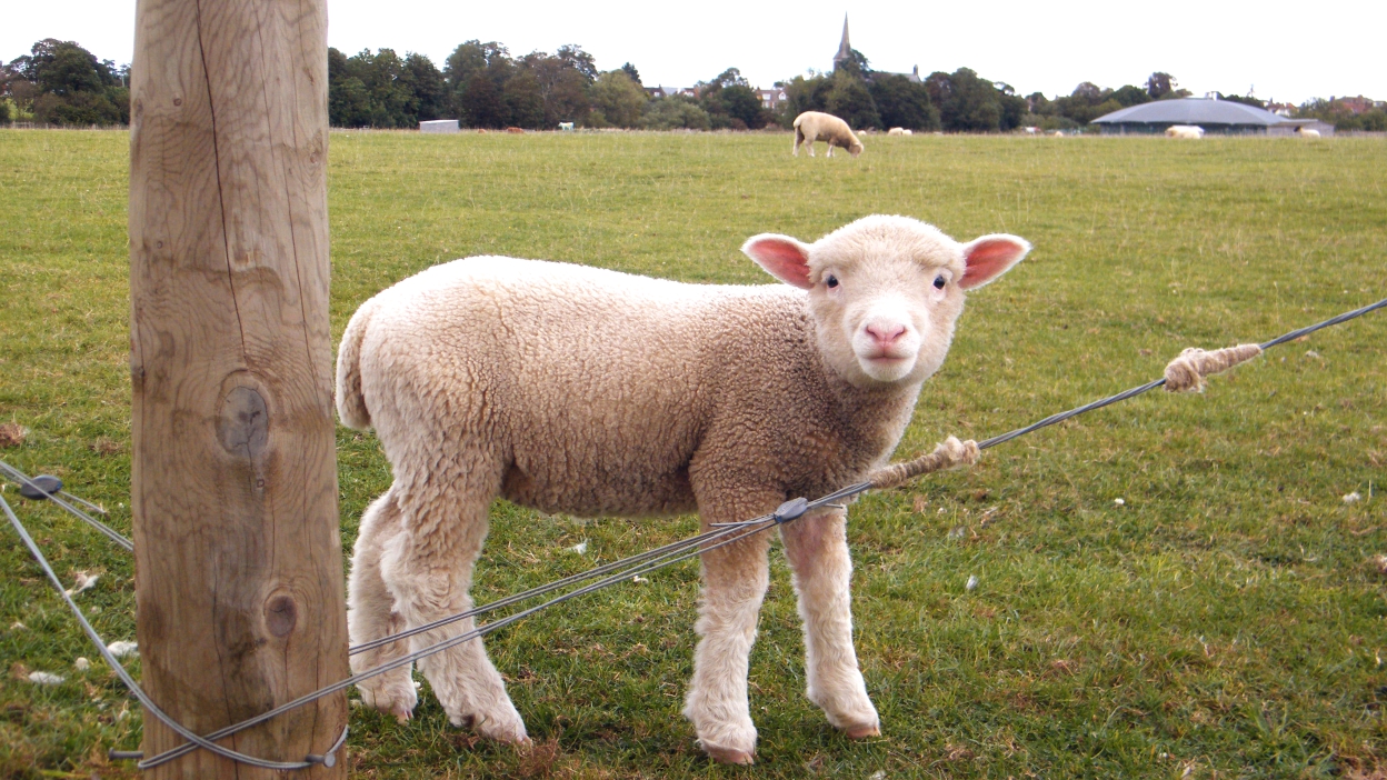 A lamb in a field