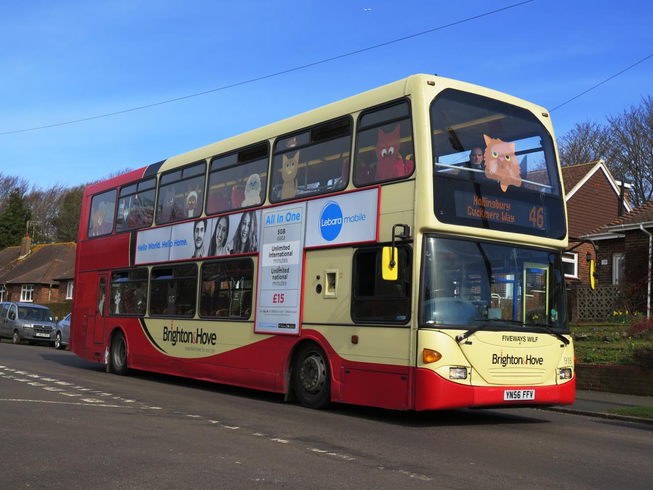 Get your cat on our bus Brighton & Hove Buses