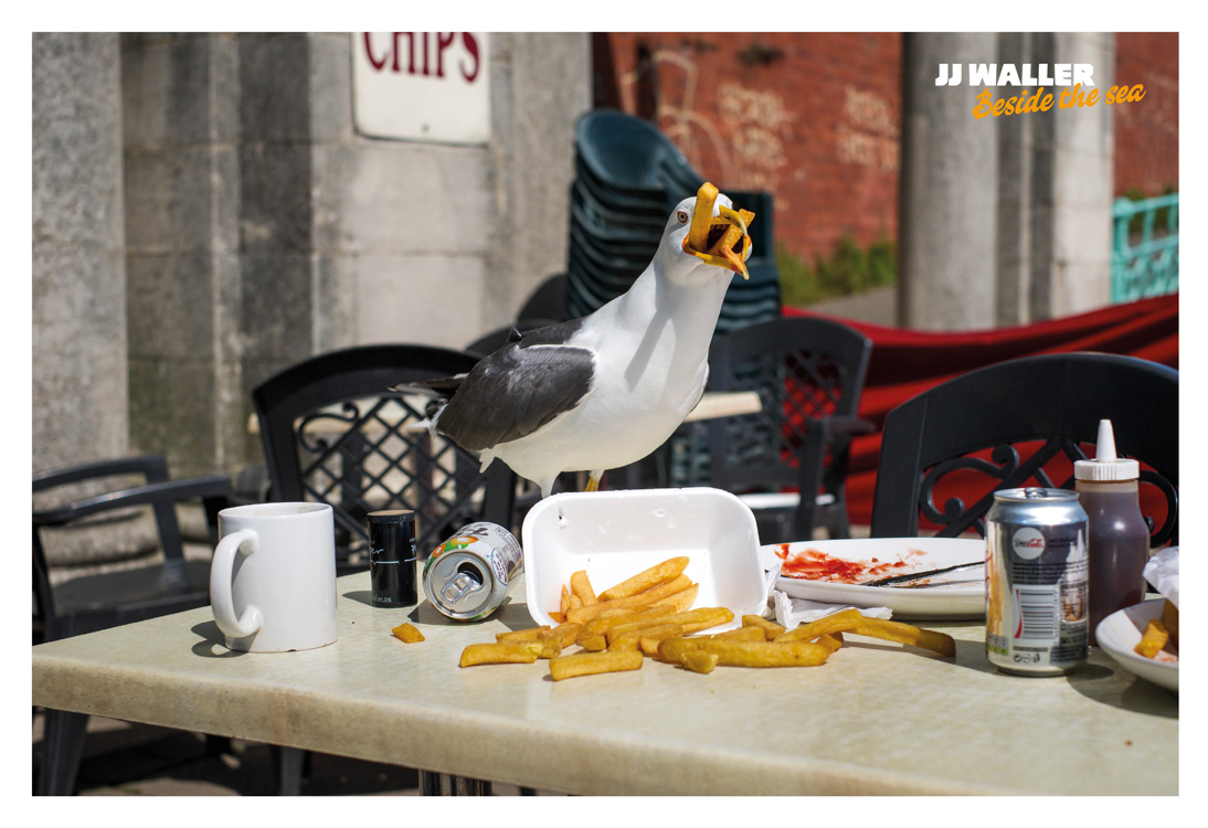 Seagull eating chips