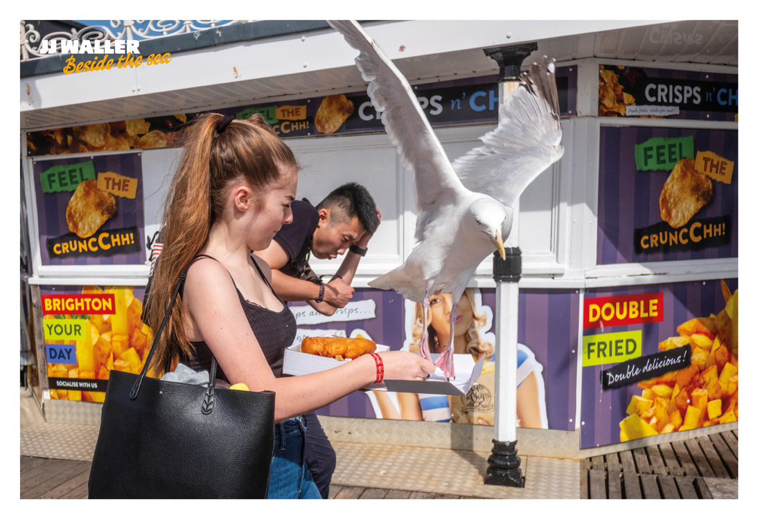 Swooping Seagull