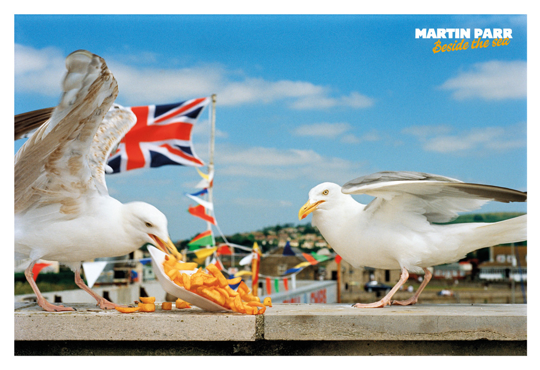 Seagulls eating chips